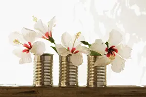 Resourceful: Hibiscus