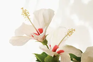 Hibiscus: Hibiscus