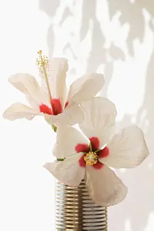 Trumpet: Hibiscus