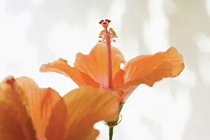 Trumpet: Hibiscus
