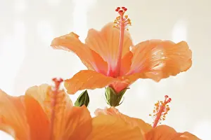 Leadership: Hibiscus