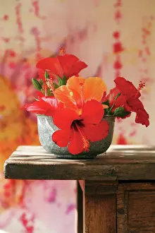 Trumpet: Hibiscus