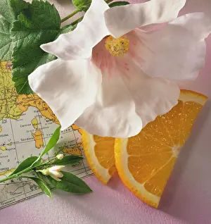 Blended: Hibiscus