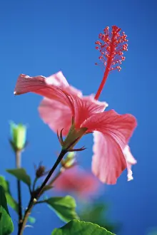 Bold: Hibiscus
