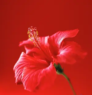 Bold: Hibiscus