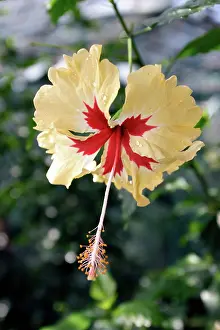 Molinari: Hibiscus Flower
