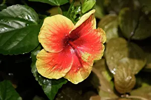 Hibiscuses: Hibiscus Flower - close-up in park