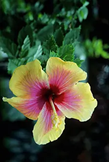 Martinique: Hibiscus flower on the island of Martinique