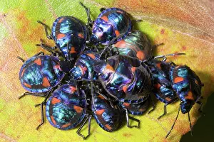 Hibiscus: Hibiscus harlequin bug