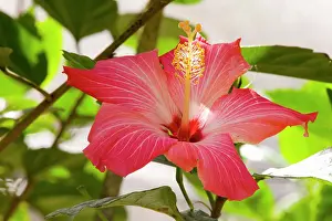 Mallow: Hibiscus, Malvaceae, flowering plant, mallow