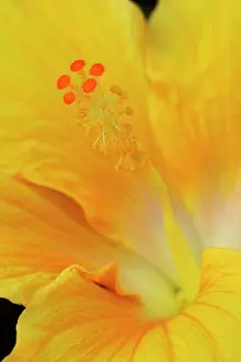 Gomera: Hibiscus rosa-sinensis