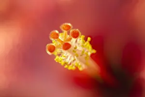 Stigma: Hibiscus stigma and anthers - Norfolk UK