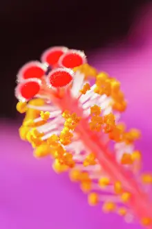 Style: Hibiscus Style - with stigma and anthers