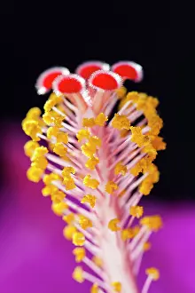 Style: Hibiscus Style - with stigma and anthers