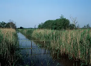 Hickling: Hickling Broad Nature Reserve