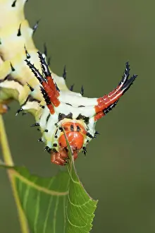 Weird: Hickory Horned Devil