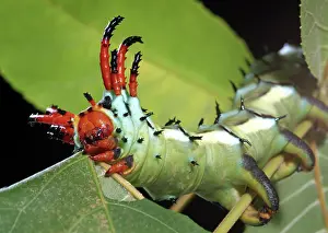 Royal: Hickory Horned Devil
