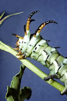 Saturniid: Hickory Horned Devil (Citheronia regalis)