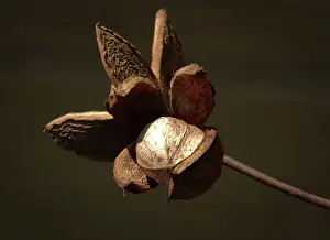 Hickory: Hickory tree nut