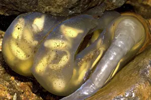 Case: Hida Salamander
