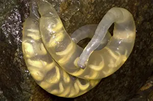 Case: Hida Salamander