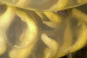 Case: Hida Salamander