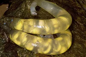 Case: Hida Salamander