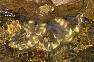 Case: Hida Salamander