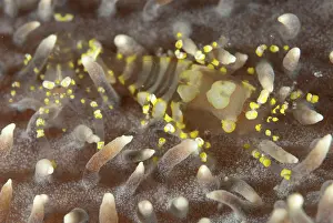 Mabul: Hidden Corallimorph Shrimp pair on Corallimorph