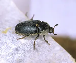 Stored: Hide beetle (Dermestes frischi)