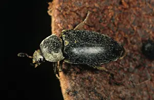 Household: Hide Beetle (Dermestes maculatus)
