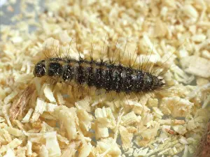 Household: Hide Beetle larva