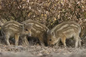 Boar: One is hiding... Wild boar (Sus scrofa)