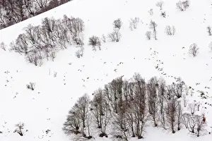 Croix: High altitude beech and birch woodland in winter