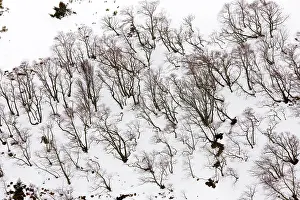 Croix: High altitude beech and birch woodland in winter