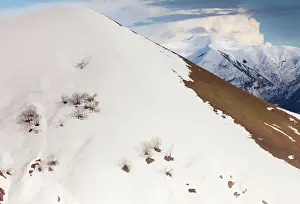 Appearing: High altitude birch forest appearing from under