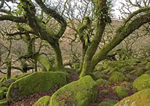 Epiphyte: High altitude common oak wood with abundant epiphytes