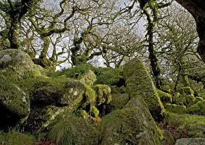Epiphyte: High altitude common oak wood with abundant epiphytes