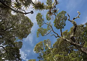 Dominated: High altitude elfin forest dominated by southern