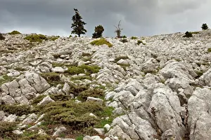 Calcareous: High altitude grazed limestone pavement
