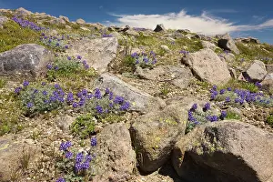 Dominated: High-altitude tundra dominated by dwarf lupins