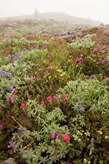 Paintbrushes: High altitude tundra with dwarf lupines, red heather