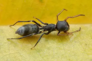 Nobod: High angle shot of a female ant-mimicking jumping