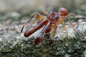 Myrmarachne: High angle shot of a male ant-mimicking jumping