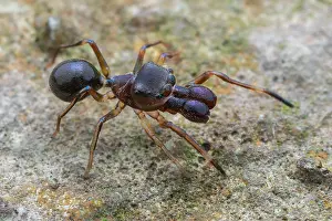 Salticidae: High angle shot of a male ant-mimicking jumping