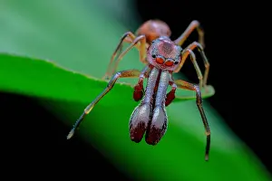 Batesian: High angle shot of a male ant-mimicking jumping