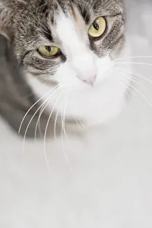 Room: High angle view of a cat, portrait