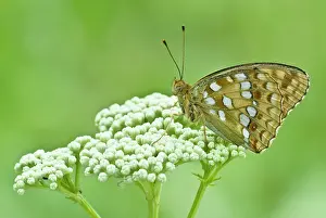 Fritillaries: High Brown Fritillary