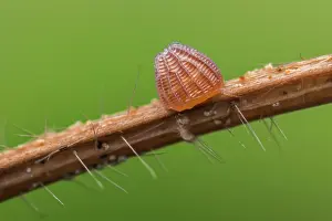 Fritillary: High Brown Fritillary (Argynnis adippe) egg of b