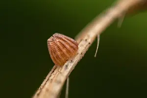 Fritillary: High Brown Fritillary (Argynnis adippe) egg of b